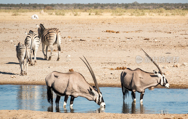 纳米比亚埃托沙国家公园Ozonjuitji M'Bari水潭的Gemsbok。